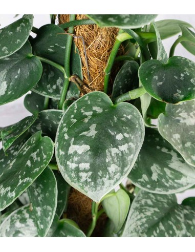Scindapsus Pictus
