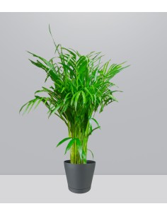 Areca pianta alta
