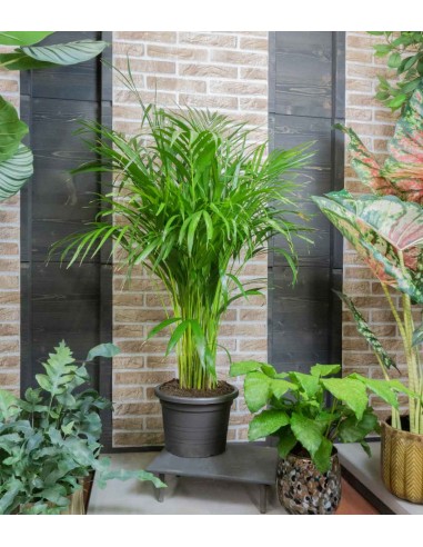 Areca pianta alta