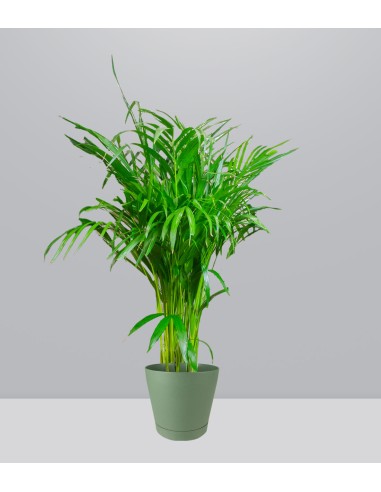 Areca pianta alta