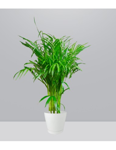 Areca pianta alta