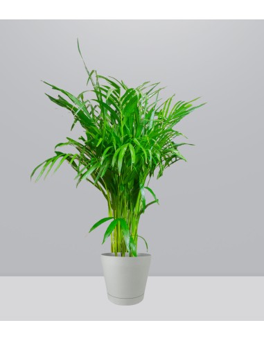 Areca pianta alta