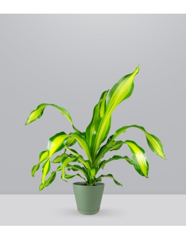 Dracena Charley