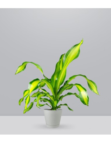 Dracena Charley