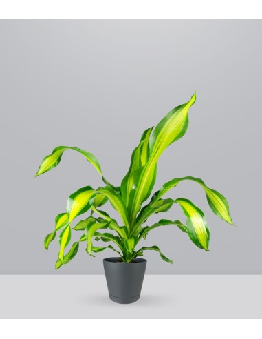 Dracena Charley