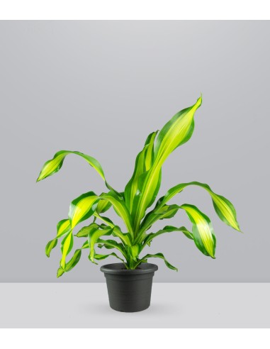 Dracena Charley