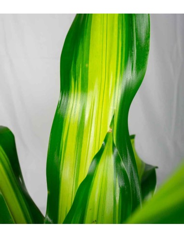 Dracena Charley