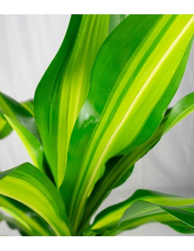 Dracena Charley