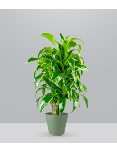 Dracena Dorado a 6 Fusti