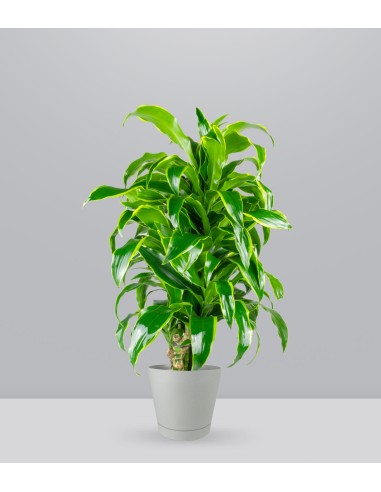 Dracena Dorado a 6 Fusti