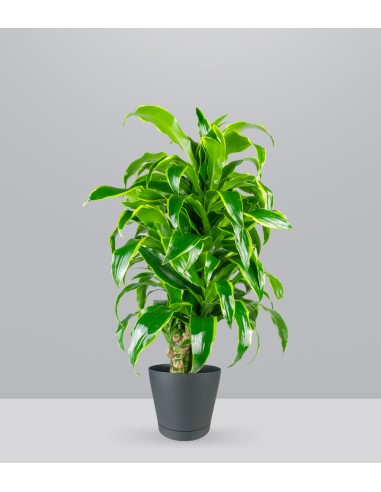 Dracena Dorado a 6 Fusti