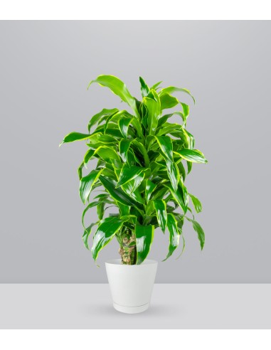 Dracena Dorado a 6 Fusti