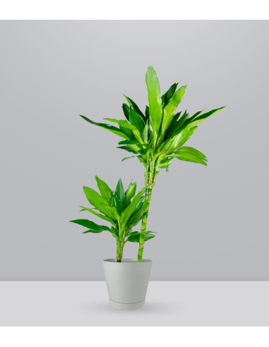 Dracena Janet Lind