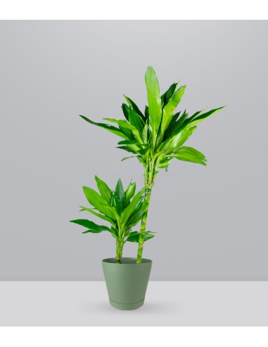 Dracena Janet Lind