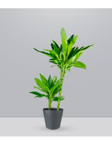Dracena Janet Lind