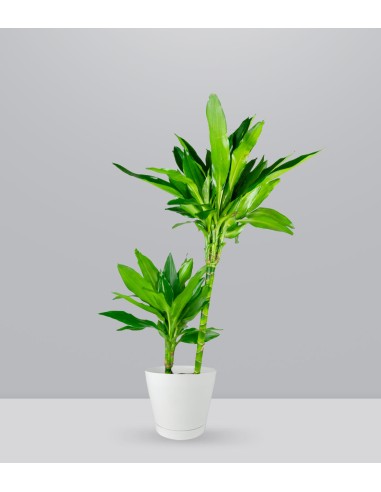 Dracena Janet Lind
