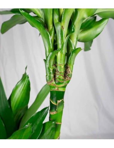 Dracena Janet Lind