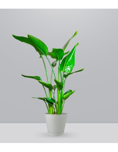 Strelitzia Nicolai