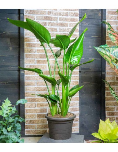 Strelitzia Nicolai