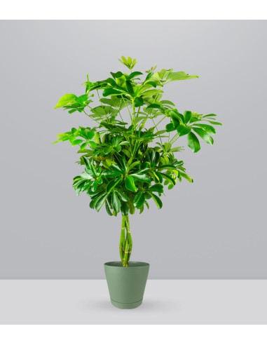 Schefflera Arboricola