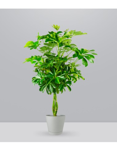 Schefflera Arboricola