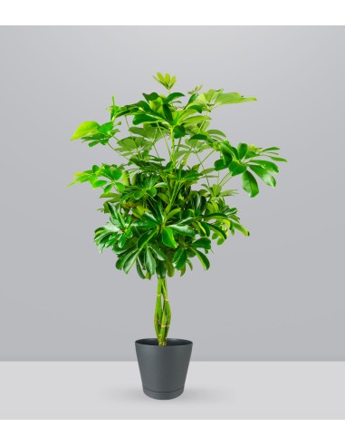 Schefflera Arboricola