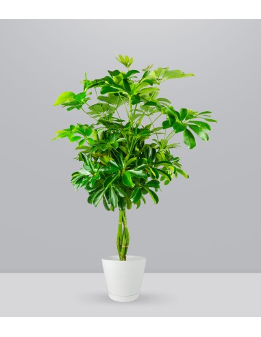 Schefflera Arboricola
