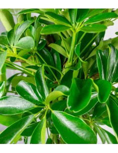 Schefflera Arboricola 2