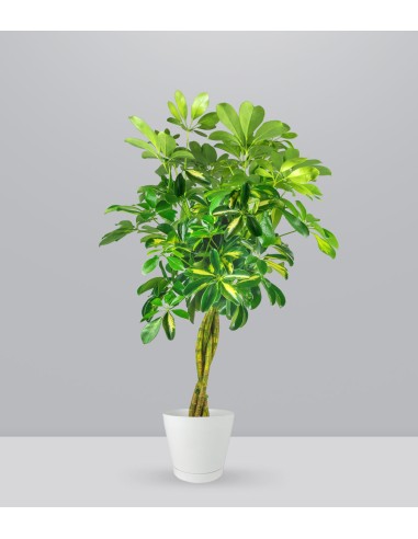 Schefflera variegata