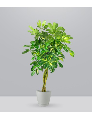 Schefflera variegata