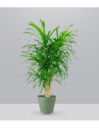 Dracena Reflexa
