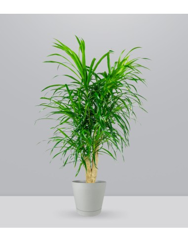 Dracena Reflexa