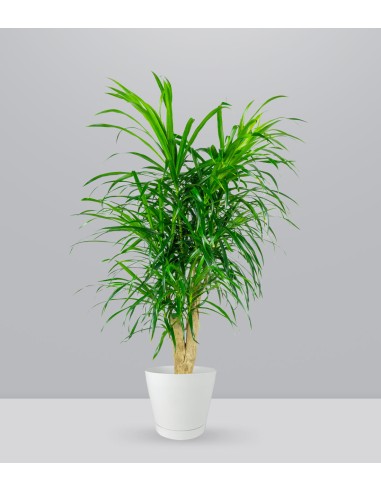 Dracena Reflexa