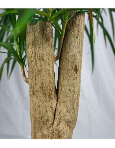 Dracena Reflexa