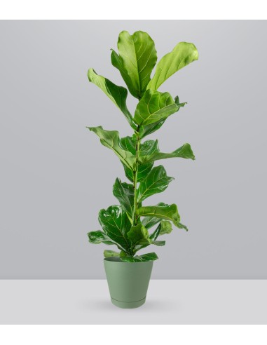 Ficus Lyrata