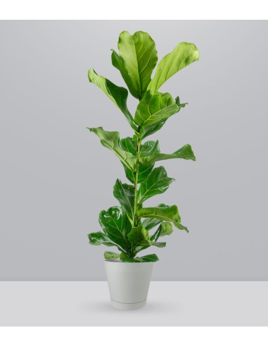 Ficus Lyrata