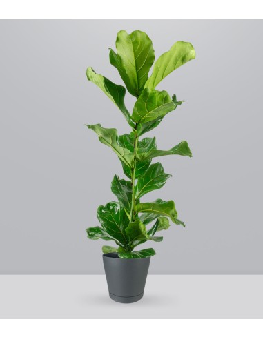 Ficus Lyrata