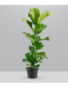 Ficus Lyrata 2