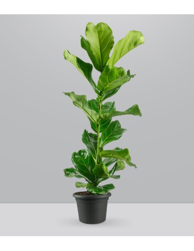Ficus Lyrata