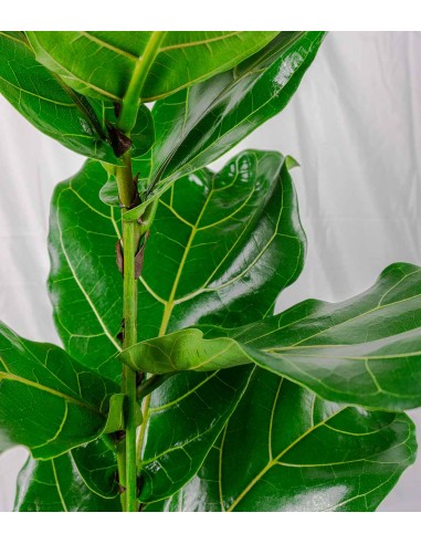 Ficus Lyrata