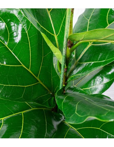 Ficus Lyrata