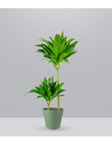 Dracena Janet Craig Compacta