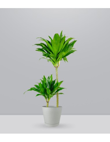 Dracena Janet Craig Compacta