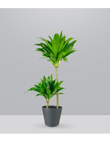 Dracena Janet Craig Compacta
