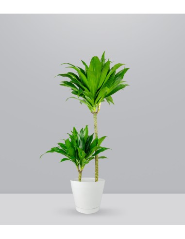 Dracena Janet Craig Compacta
