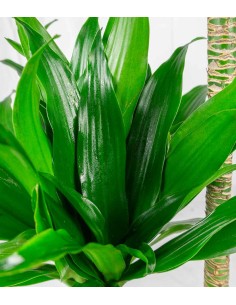 Dracena Janet Craig Compacta 2