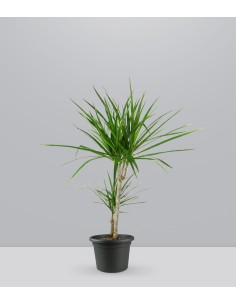 Dracena Marginata