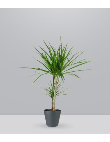 Dracena Marginata | yucca