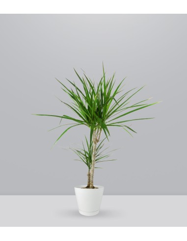Dracena Marginata