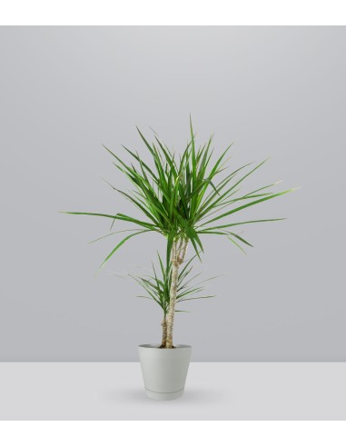 Dracena Marginata | yucca